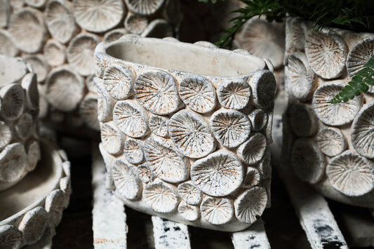 Ayisy Cream Oval Cement Pot With Coral L